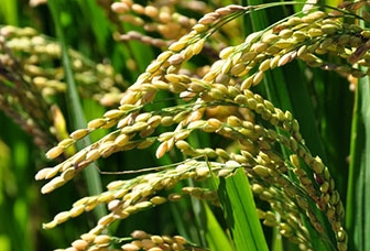 發展農村互聯網金融，關鍵是與三農現實相適應