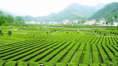 陜西比盈農產品的B2B平臺