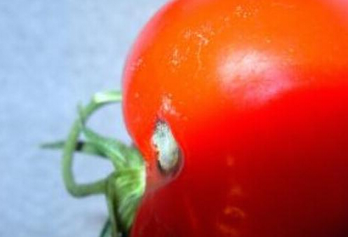 從B2C到B2B 這是一場關(guān)于生鮮電商的生死局