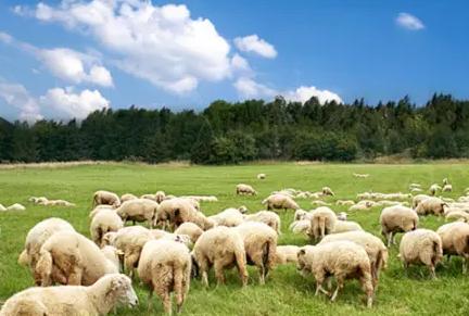 將互聯(lián)網(wǎng)理財(cái)切入畜牧業(yè)，眾牧寶宣布獲3000萬A輪融資