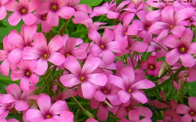 
青州花農網上賣花卉 花卉電商開啟新熱潮