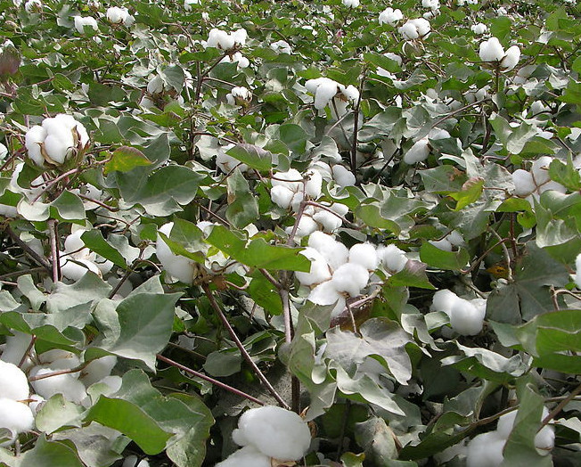 
國際棉花價(jià)格上漲 越南等國取消大量訂單