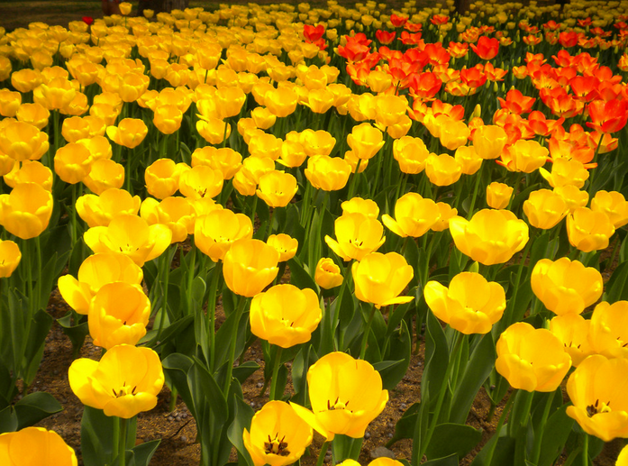 
順義園將籌建北京首個綜合型花卉電商平臺