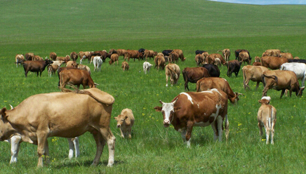 全國首家畜產品電子交易平臺落戶包頭