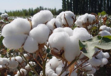 新疆首家棉花現貨網上交易平臺正式上線