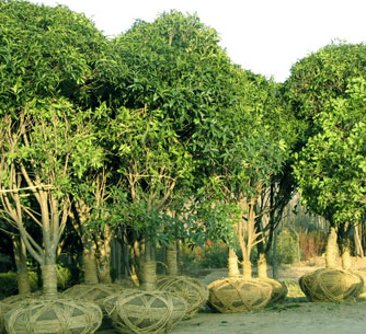 濰坊昌邑綠博會首次引進電商 網上苗木交易成為現實