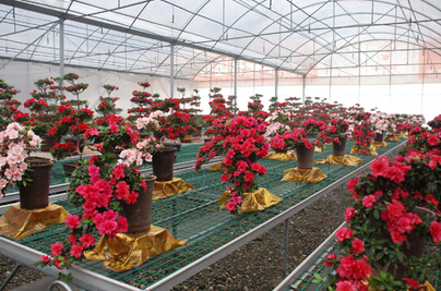 杭州蕭山集約化種苗木電子商務(wù)平臺(tái)化銷苗木