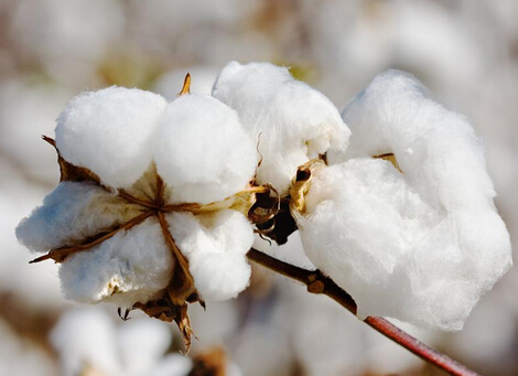 新華中博Big Market B2B紡織專區將上線