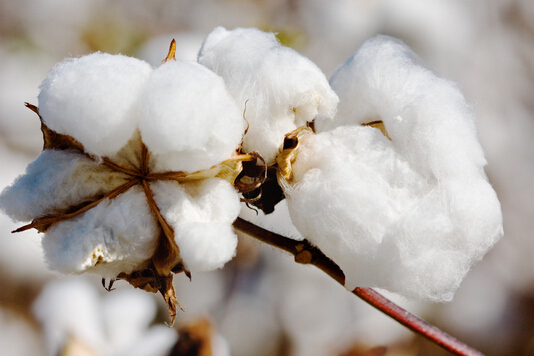 全國首家進口棉現貨電子交易市場落戶青島