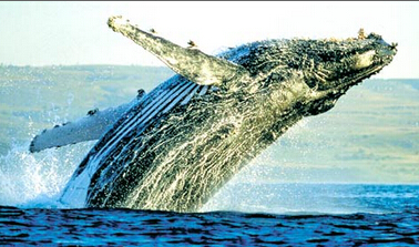 唐一翔：快迅網數字交易向B2B3.0進軍