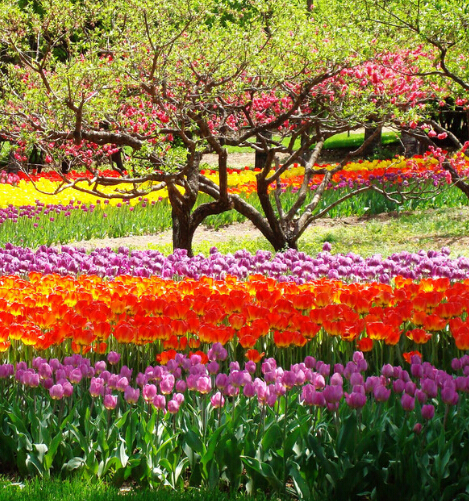 B2B電商行業開始快速發展 花木行業與B2B實現成功融合