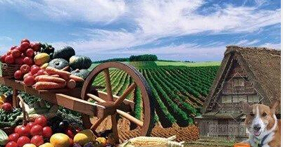 轉(zhuǎn)攻地方性生鮮電商，將成為行業(yè)主旋律