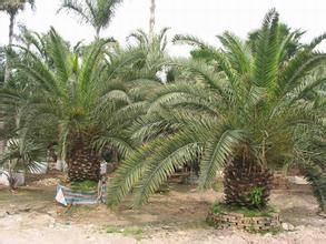 棕櫚園林：計劃并購苗木互聯網平臺