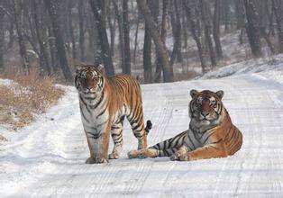 傳統企業積極嘗試跨境電商 物流和售后成攔路虎