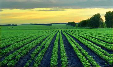 北大荒：全面轉(zhuǎn)型跨境大宗商品電商物流